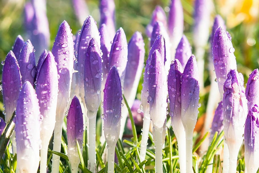 crocus, spring, flowers, purple, violet, meadow, bud, spring meadow HD wallpaper