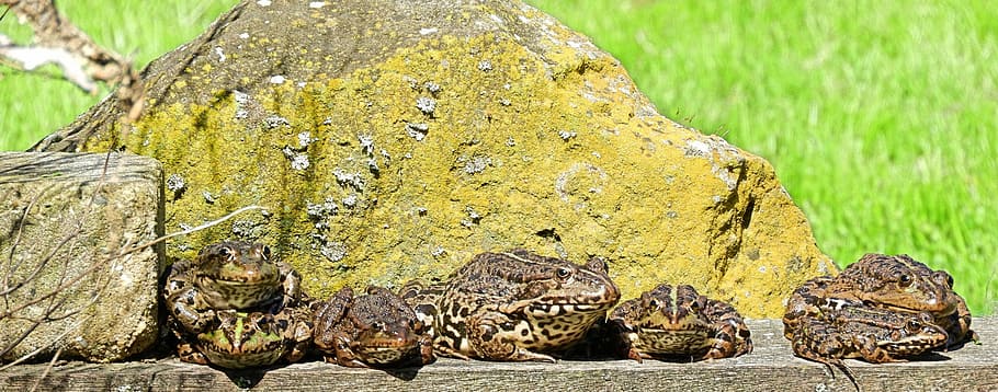relax, frog, rest, water, croak, green frog, reptile, animal themes HD wallpaper