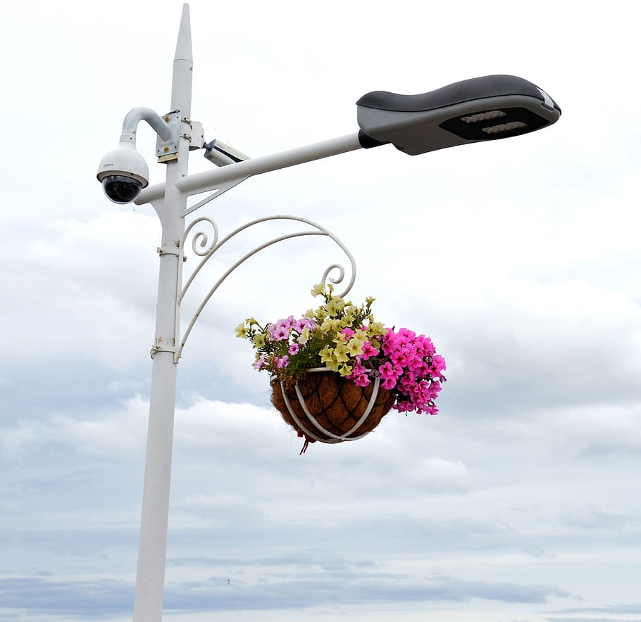 lantern, sky, clouds, flowers, flower bed, flowering plant HD wallpaper