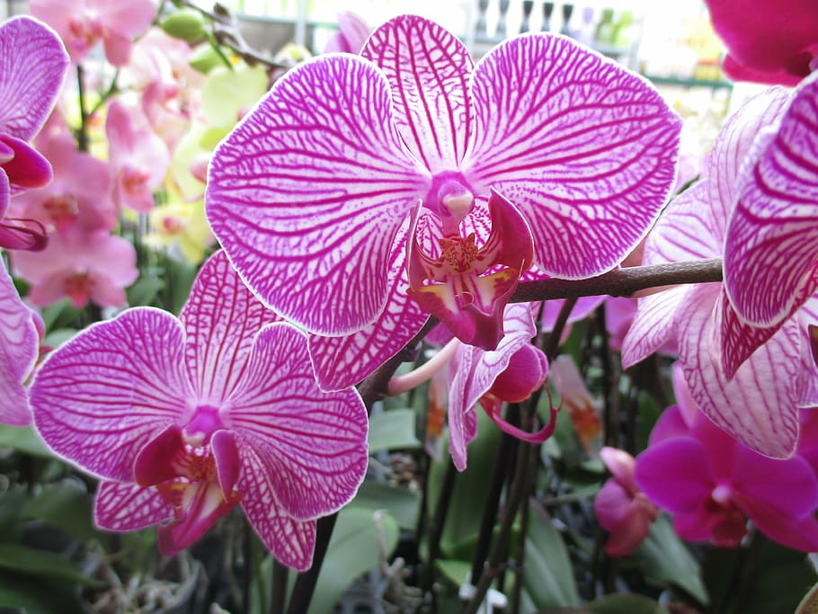 orchid, blossom, bloom, violet, plant, nature, garden, flowering plant HD wallpaper