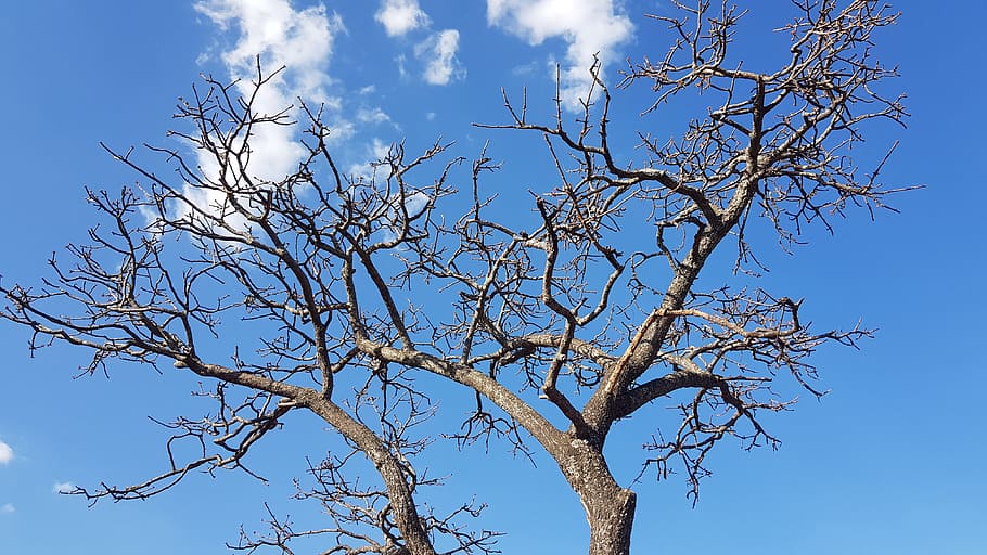sunlight, sky, sunny, scene, scenic, nature, tree, blue, branch HD wallpaper