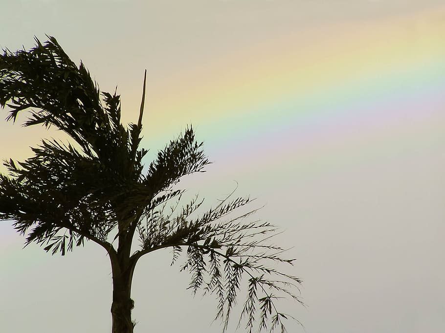palm, tree, rainbow, palm tree, tropical, summer, nature, beach HD wallpaper