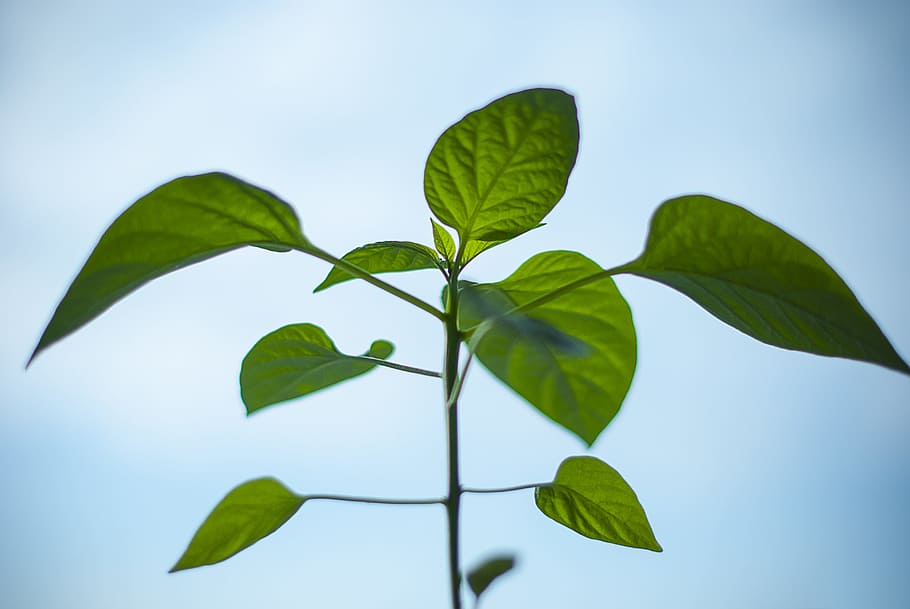 nature, plant, green, environment, growth, paprika, plant part HD wallpaper