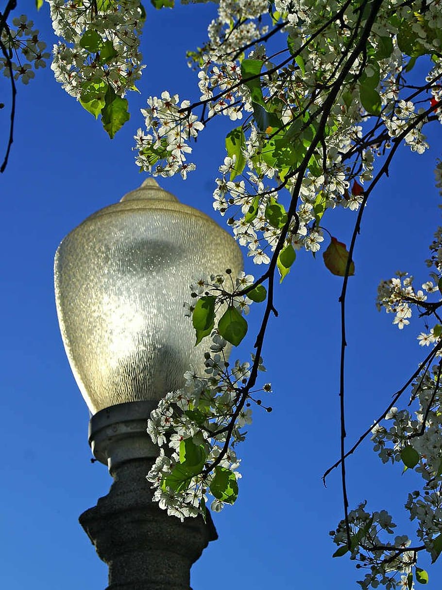 lantern, park, tree, street lamp, balboa park, plant, nature, HD wallpaper