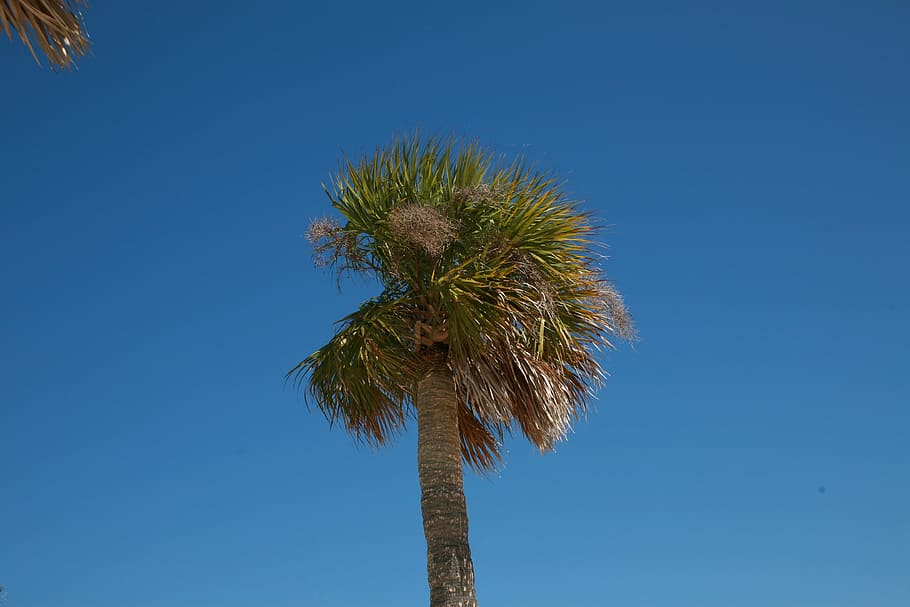 Palm Tree, Beach, Florida, summer, tropical, caribbean, palm tree isolated HD wallpaper