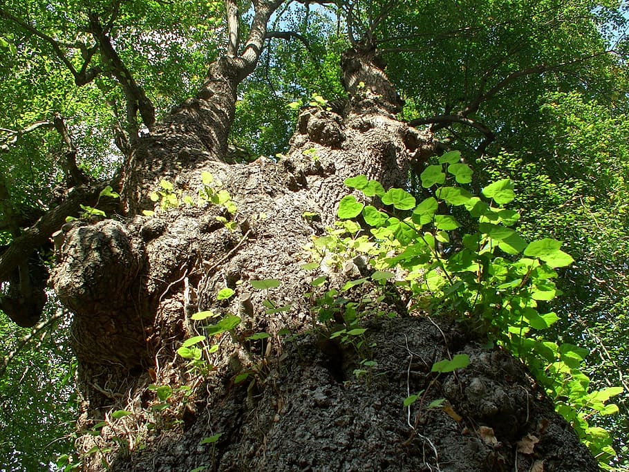 Tree, Trunk, Bark, Nature, Konary, the bark, forest, no people HD wallpaper