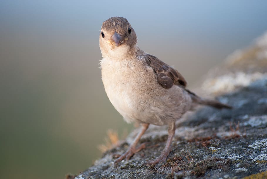 sparrow, bird, sperling, feather, close, nature, animal, animal themes HD wallpaper
