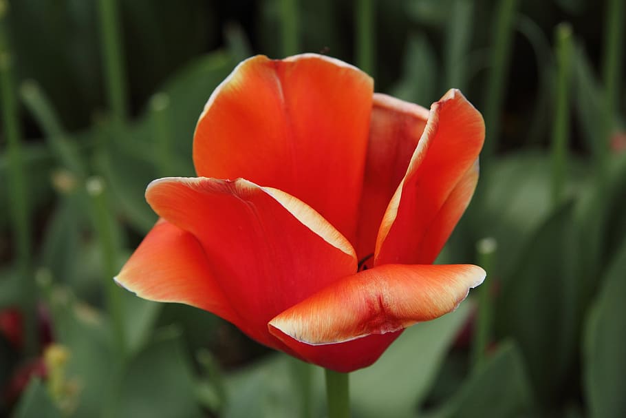 tulip, red, flower, spring, nature, garden, flowering plant HD wallpaper