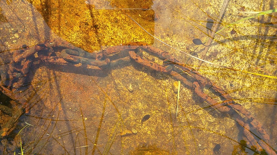 chain, lake, bed, rusty, water, bottom, saturated, no people HD wallpaper