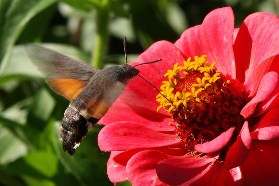 Nature, Flowers, Insects, Spring, red flower, calendula, plant HD wallpaper