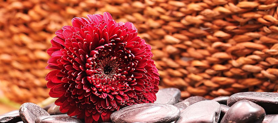 red petaled flower on gray rocks, gerbera, blossom, bloom, composites HD wallpaper