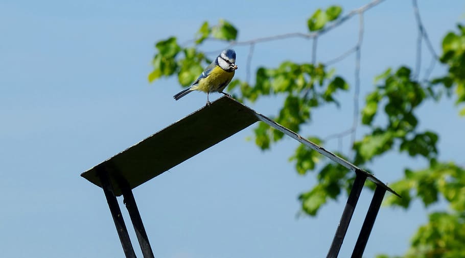blue tit, bird, carry, feed, boy, fledglings, spring, nature HD wallpaper
