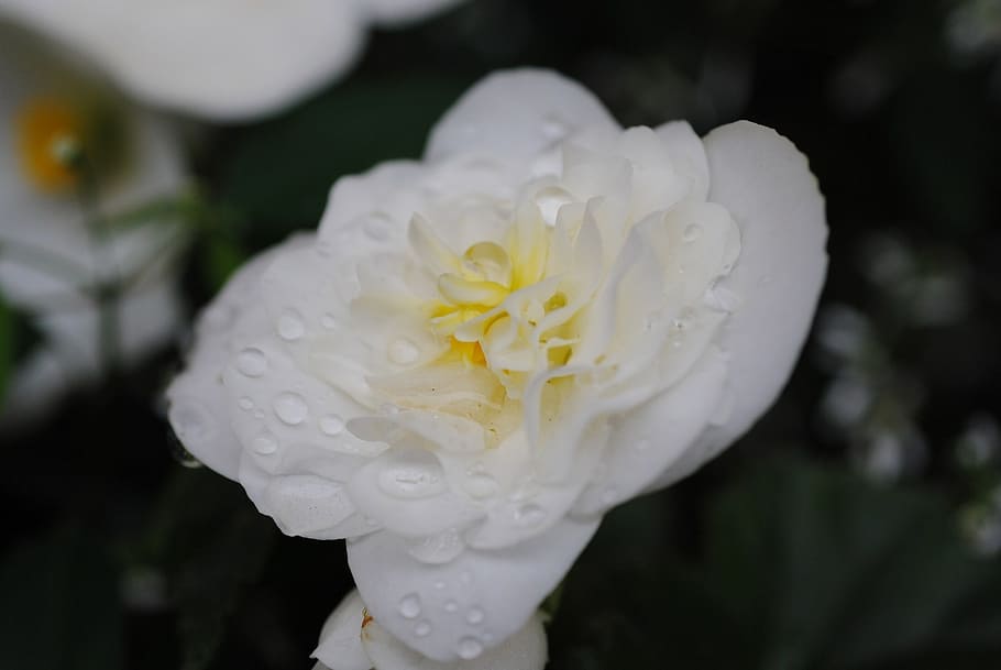 flower, white, dew, dripping, nature, flora, nice, bloom, wet HD wallpaper