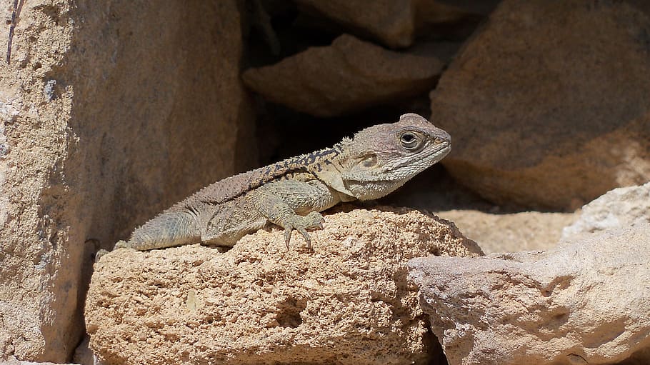 lizard, sun, ruins, reptile, animal themes, animal wildlife HD wallpaper