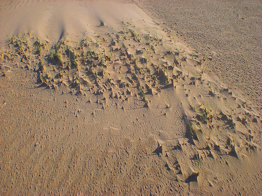 sand, dune, beach, sand beach, wind, wave, grains of sand, land HD wallpaper