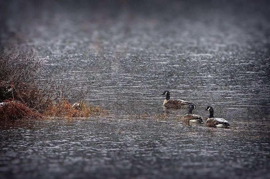 geese, snow, bustards, lake, nature, water, québec, canada HD wallpaper