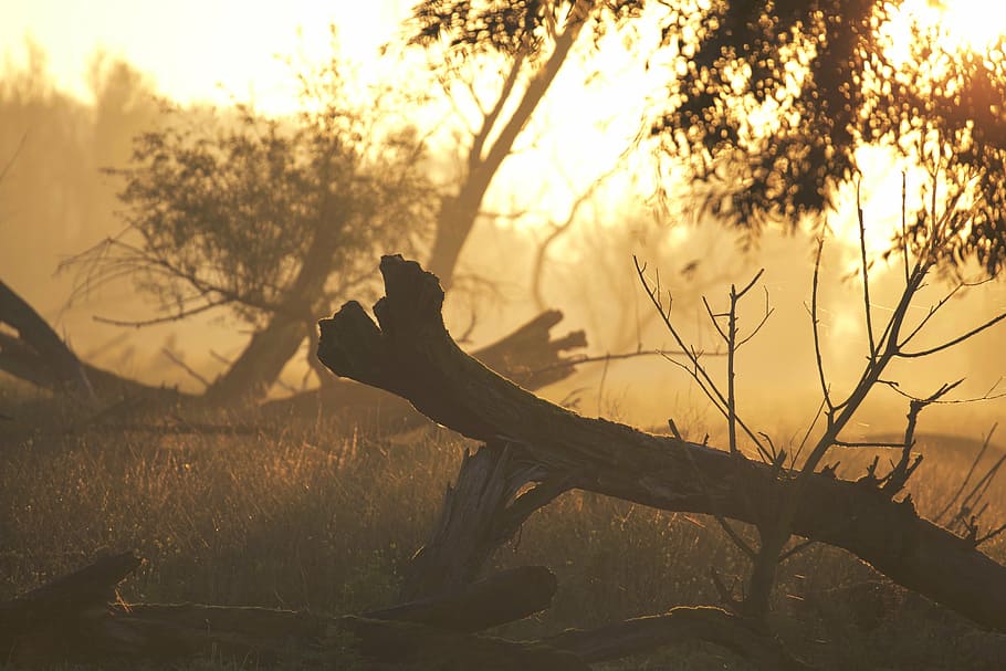 forest, nature, sunrise, sunset, trees, outdoors, silhouette HD wallpaper