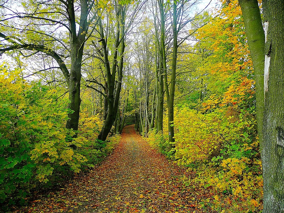 photo of road between tree, forest, trees, trip, nature, leaves HD wallpaper