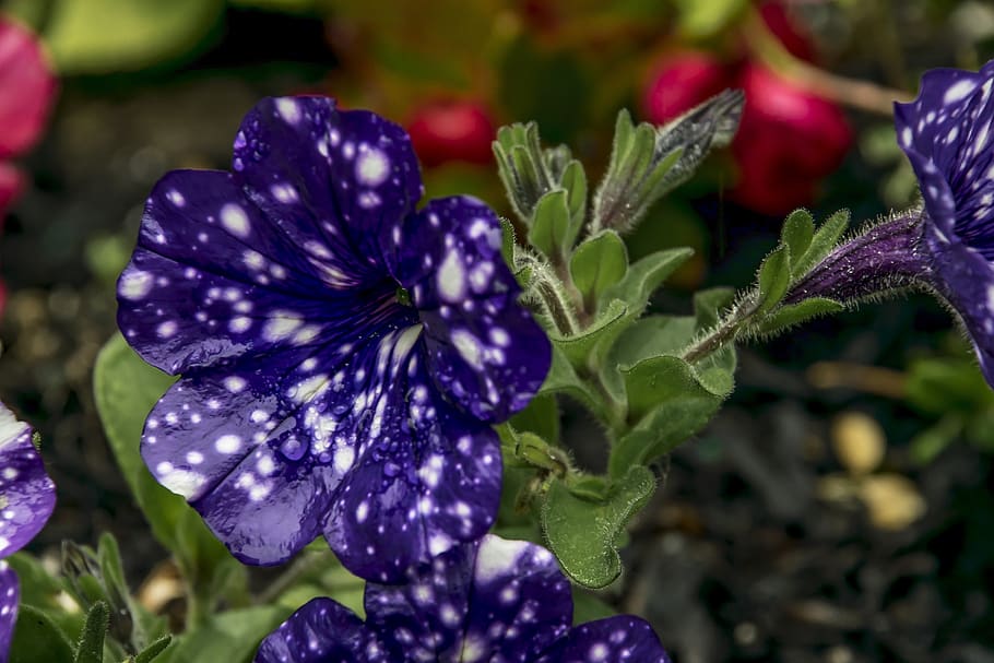 flower, nature, flora, garden, leaf, purple, growth, close-up HD wallpaper