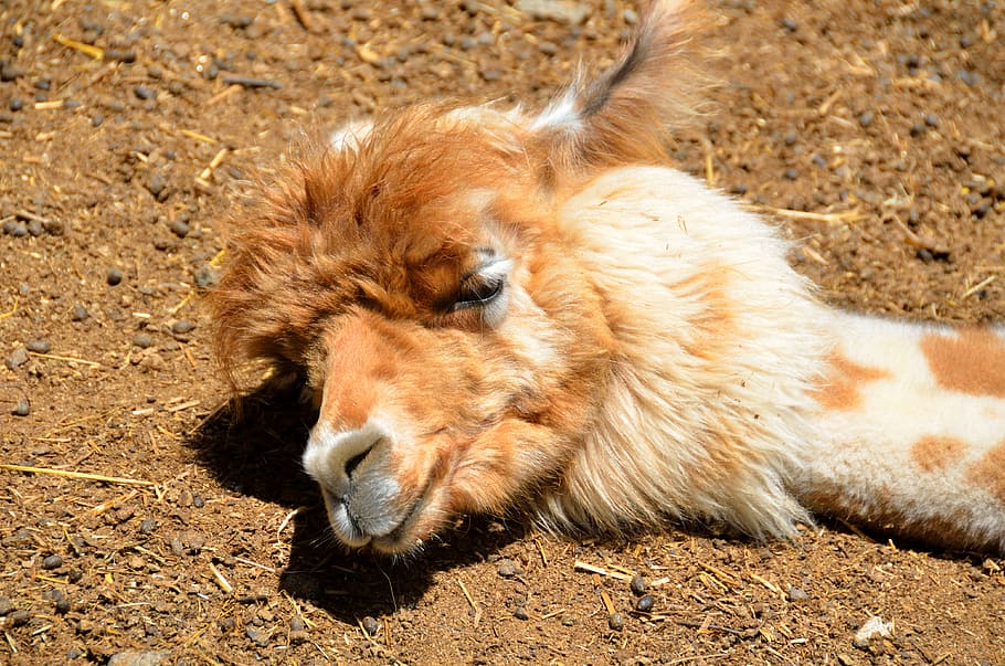 alpaca, sleeping, cute, animal, wool, textile, soft, pets, lama HD wallpaper