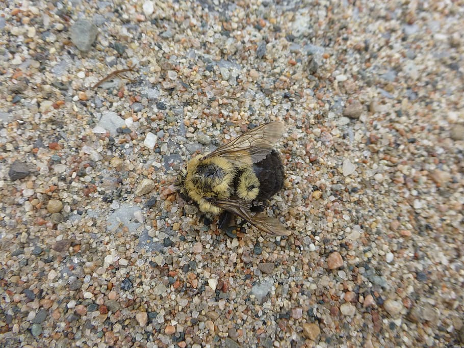 bee, bumblebee, dead, macro, close-up, insect, bug, sand, animal HD wallpaper