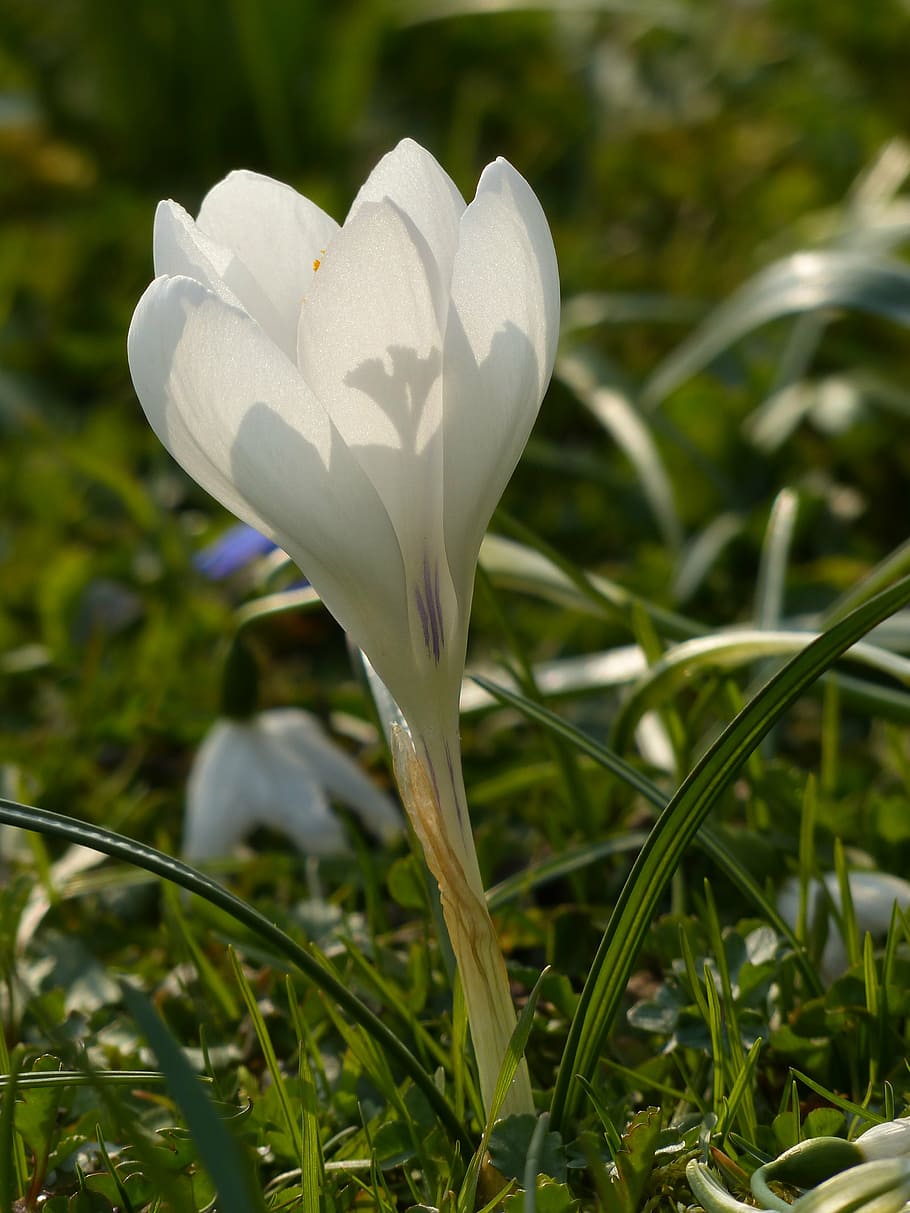 crocus, white, bloom, blossom, plant, nature, spring, flower HD wallpaper