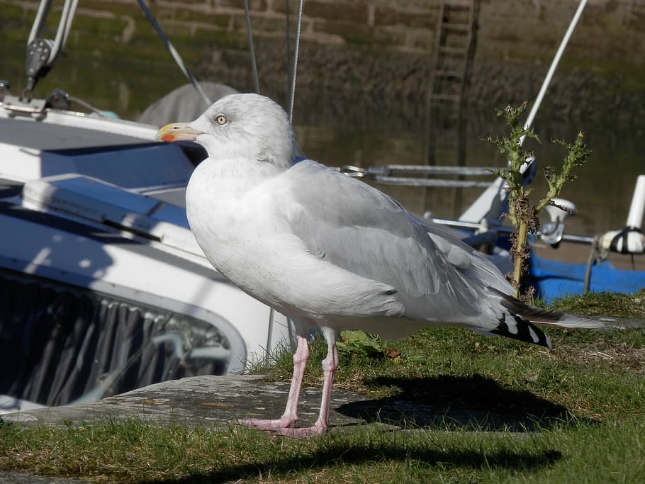 seagull, bird, white, animal, seabird, animal themes, animal wildlife HD wallpaper