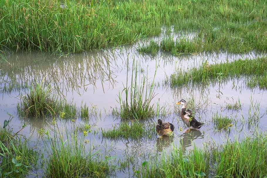 animal, duck, grass, green, meadow, pond, water, bird, animal themes HD wallpaper