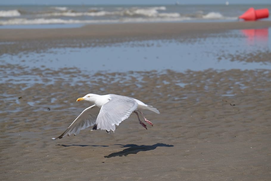 sea, beach, bird, seagull, nature, animal, flying, water, animal themes HD wallpaper