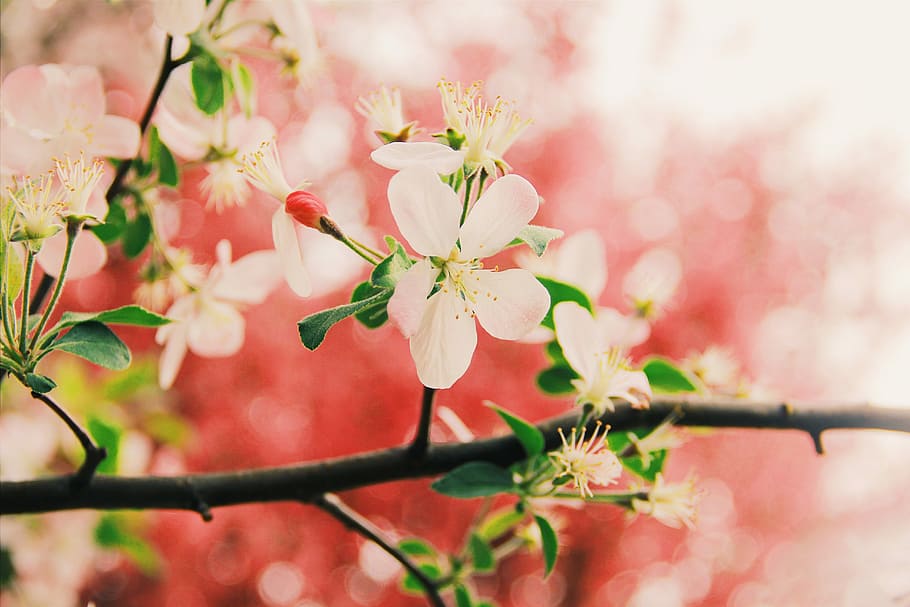 Flower, Close-Range Photogrammetry, spring, plant, no people HD wallpaper