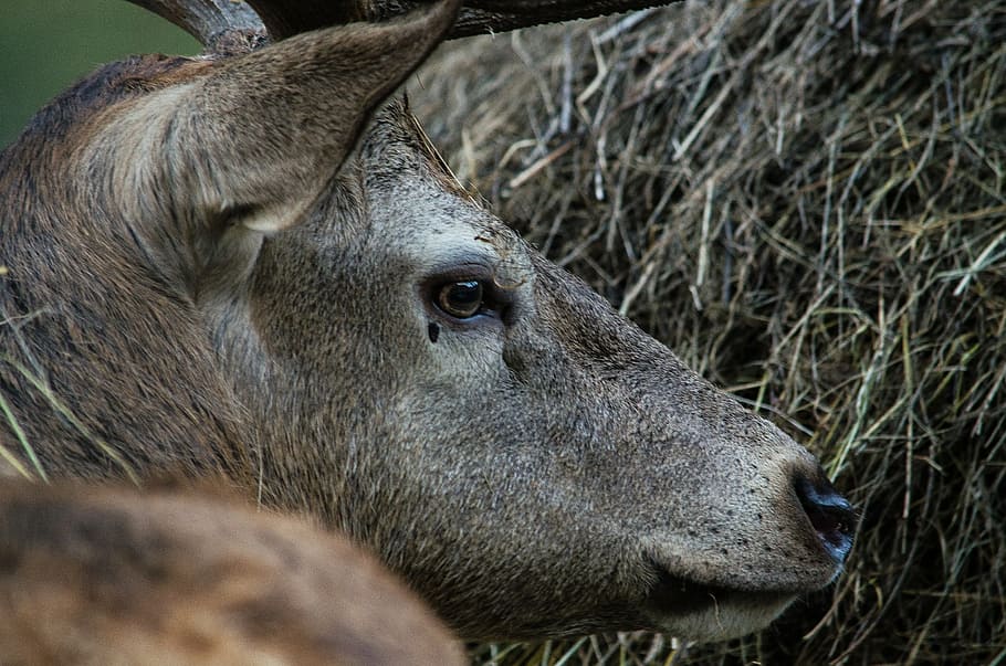 hirsch, fallow deer, deer park, wild, wildlife park, head, wild animal HD wallpaper