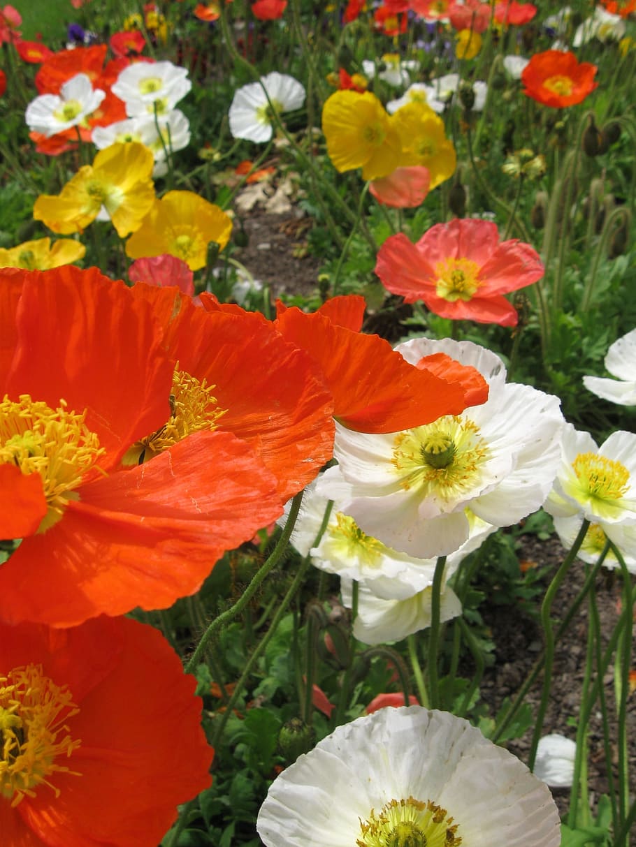 assorted-color poppy flowers, poppies, gardens, fields, colorful HD wallpaper