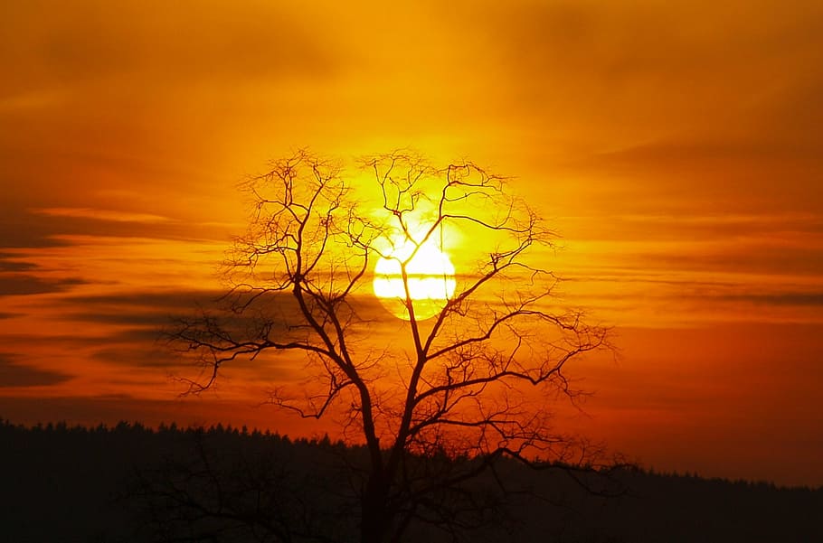 sunset, tree, silhouette, sky, orange color, cloud - sky, beauty in nature HD wallpaper