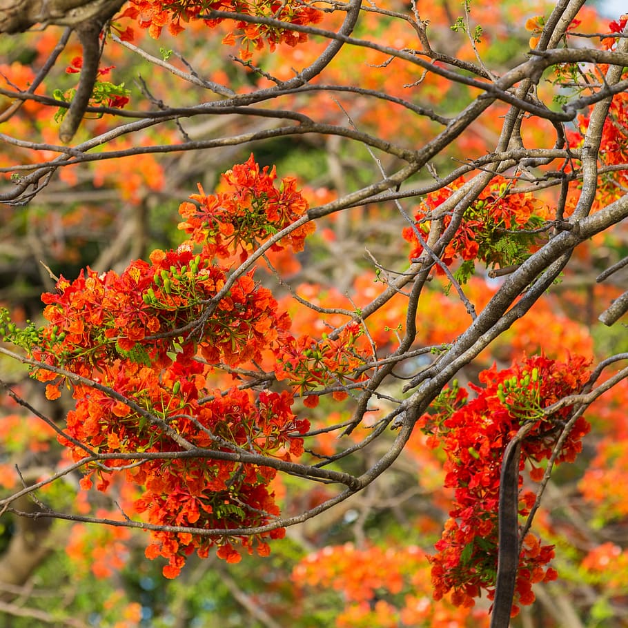 Flowering Tree, Nature, orange color, fruit, plant, red, beauty in nature HD wallpaper
