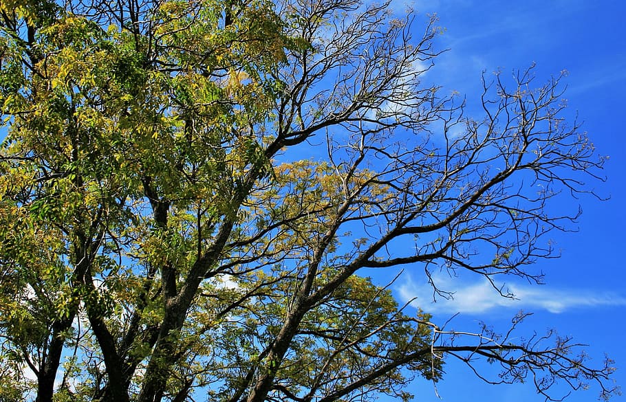Tree, Leaves, Branches, Foliage, green, sky, blue, nature, outdoors HD wallpaper