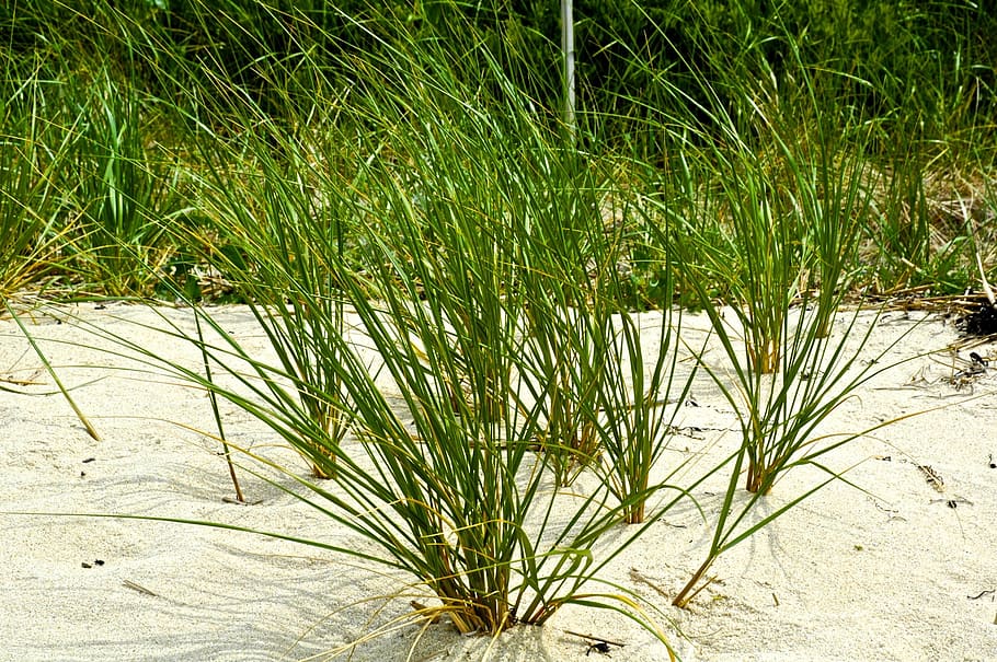 sand, ocean, grass, plant, growth, nature, land, green color HD wallpaper