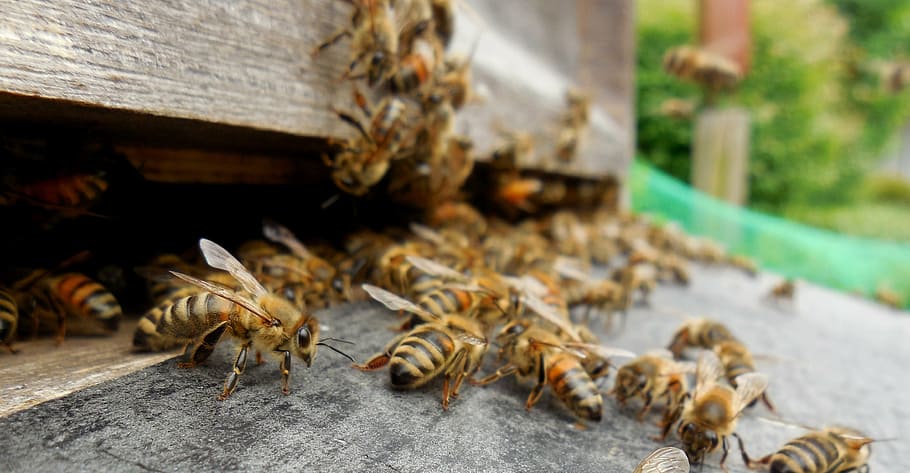 bees, hive, beehive, prey, honey bees, beekeeper, bee keeping, HD wallpaper