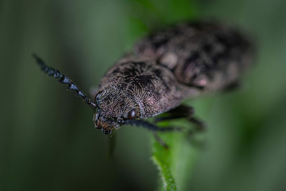 insect, beetle, macro, coleoptera, one animal, animal themes HD wallpaper