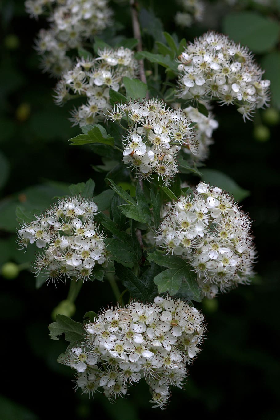 Flower, White, Spring, Tree, Casey, bughet, plant, fragility HD wallpaper