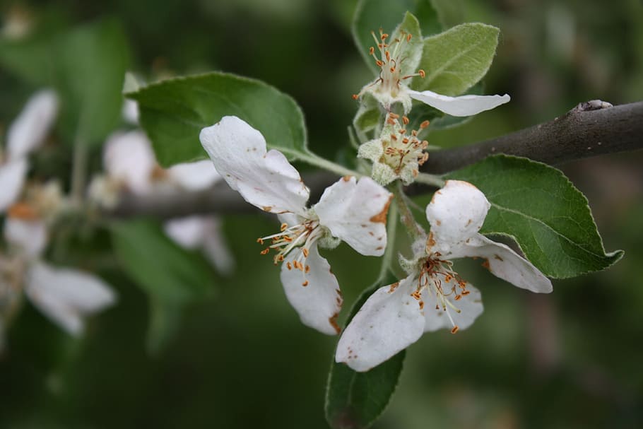 Apple Tree, Tree, Branch, Blooming, Blossom, spring, nature HD wallpaper