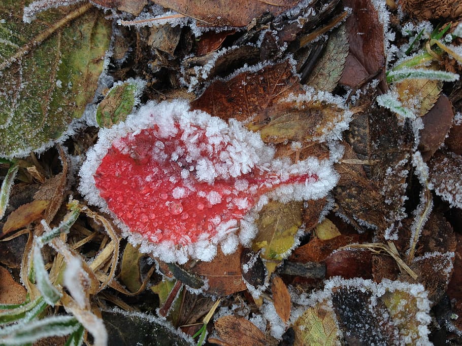 Leaf, Ice, Frozen, Pattern, Earth, red, close-up, no people HD wallpaper