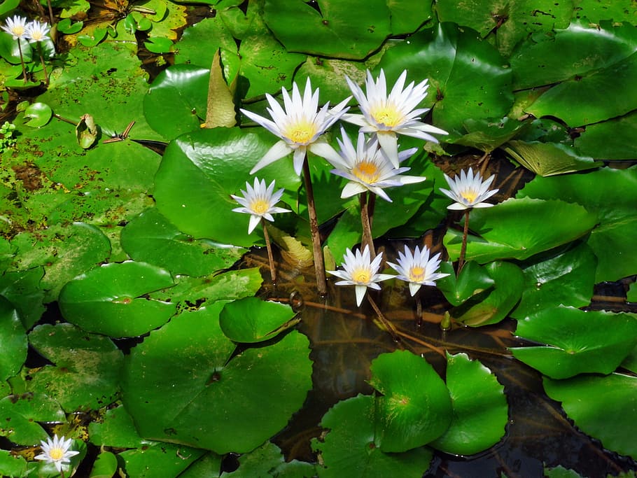 Water, Lily, Lily, White, White, Flower, Nature, beauty, plant, HD wallpaper