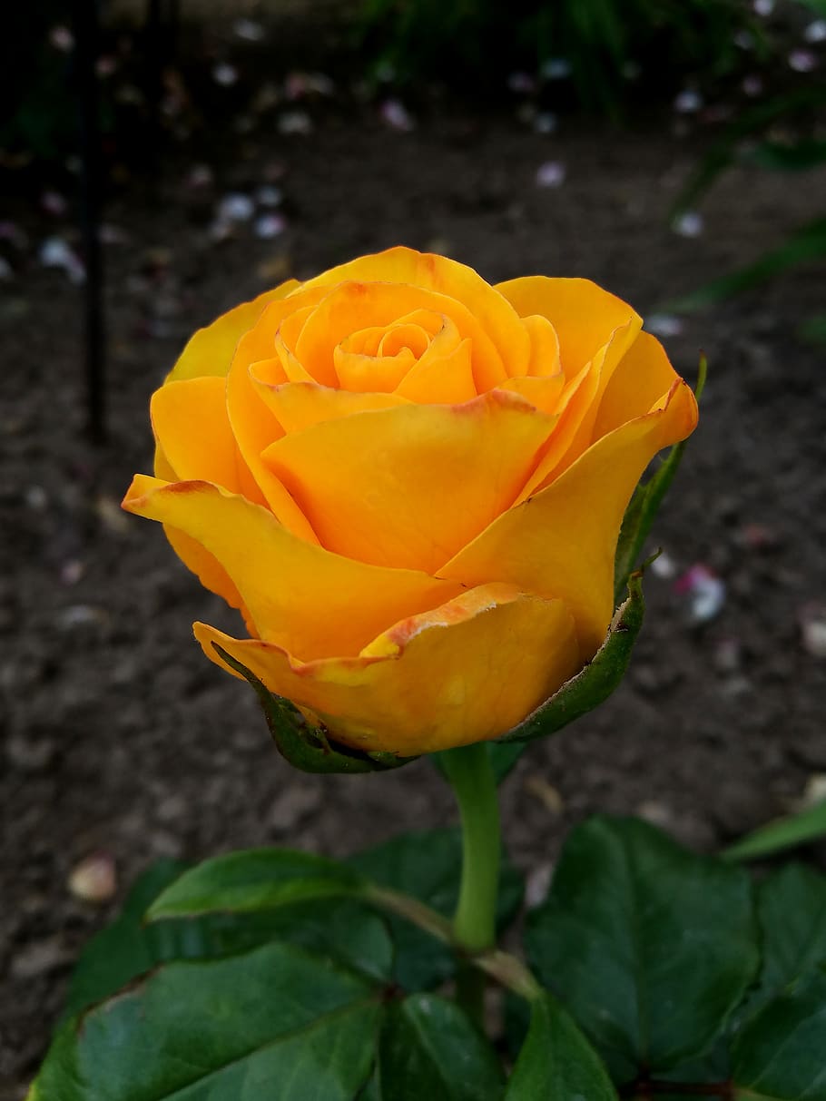 Сорта желтых роз в саду