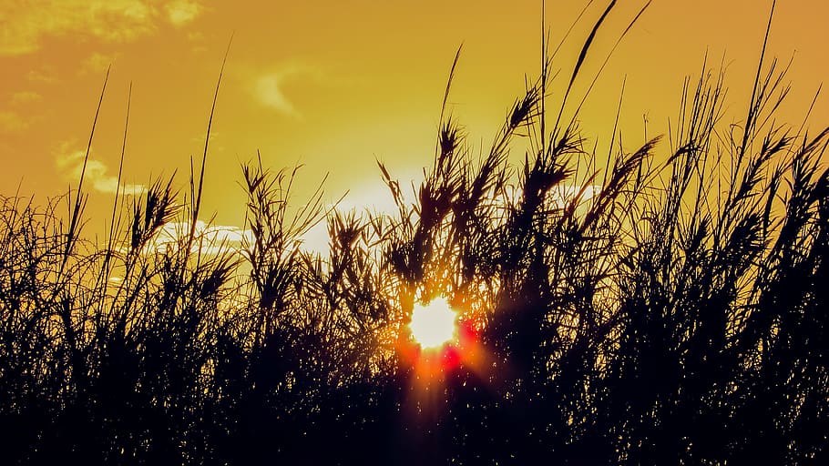 Sunset, Sunlight, Reeds, Afternoon, scenery, nature, grass HD wallpaper