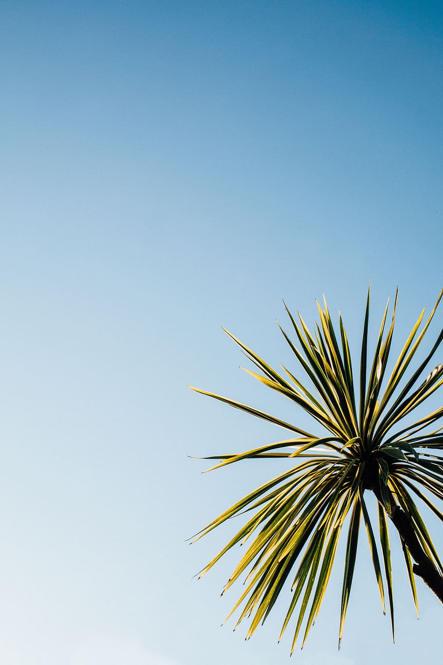green, plant, tree, leaf, blue, sky, clear sky, low angle view HD wallpaper