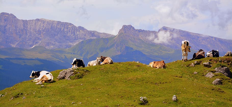 cow, dolomites, rest, prato, tranquility, grass, cattle, livestock HD wallpaper