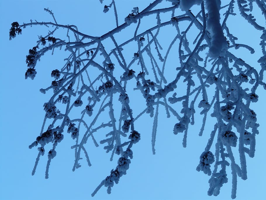 tree, branches, aesthetic, hoarfrost, iced, winter, plant, sky HD wallpaper
