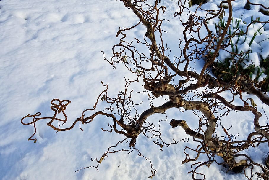 brown baretree on snowfield, corkscrew willow, winter, garden HD wallpaper