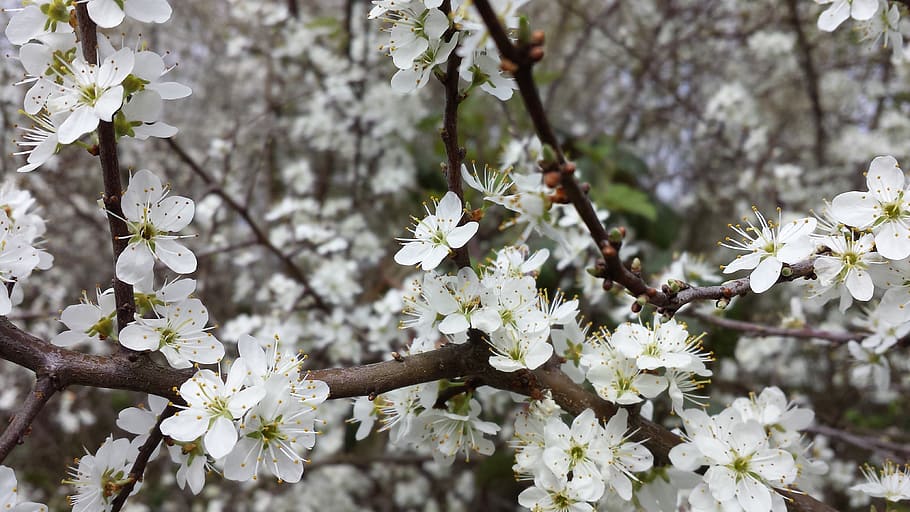 flowers, spring, fruit tree, apple, easter, beginning, white HD wallpaper
