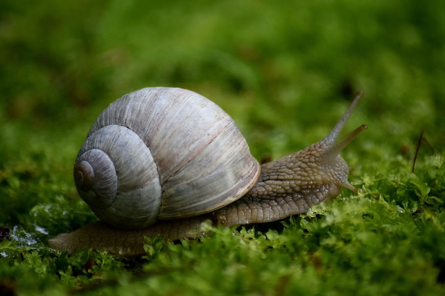 Snail, Moss, Spiral, Crawling, Slug, slow, shell, antenna, nature HD wallpaper